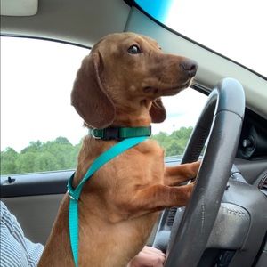 Meet your Posher, Victoria